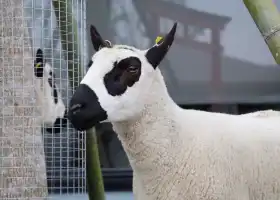 張美阿嬤農場 (月森甯手作工坊)