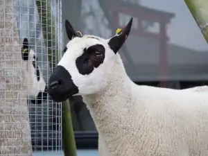 張美おばあちゃん農場(月森寧手作り工房)