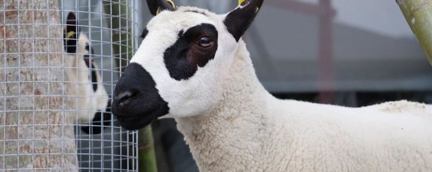 張美おばあちゃん農場(月森寧手作り工房)