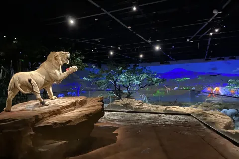 Kangbashi Natural Museum