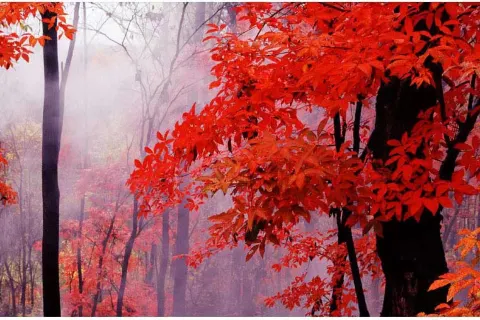 Fenghuangshan National Forest Park
