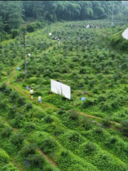 果多多生態藍莓基地