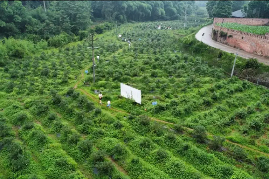 果多多生態藍莓基地