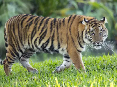 ズー・マイアミ