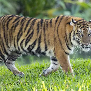 Zoo Miami