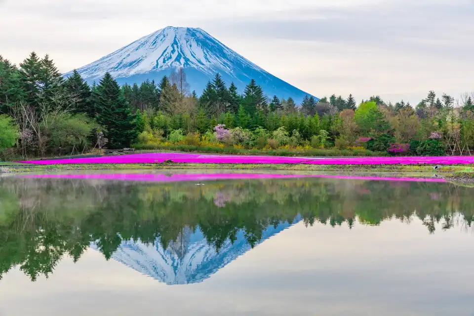 4_富士芝桜まつり