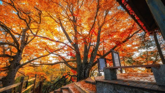 Fall Foliage Sightseeing in Bazhong
