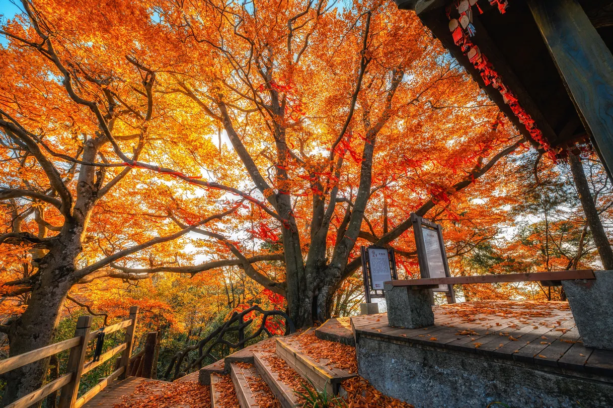 四川巴中旅游攻略：高铁直达，藏在川北小城的盛唐荣光