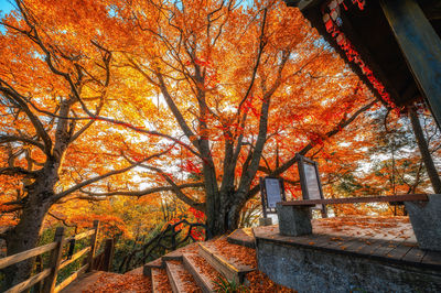 Fall Foliage Sightseeing in Bazhong