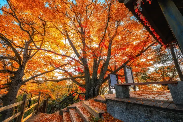 Fall Foliage Sightseeing in Bazhong