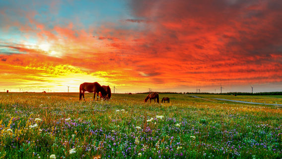 Туризм по степной степи Силиль-Хуанхуау