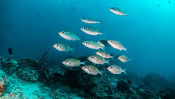 普吉雞蛋島半日遊：友推帆船冰淇淋號，船程短不暈船，中文導遊