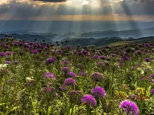 Chive Lawn