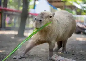 頑皮世界野生動物園