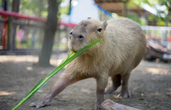 頑皮世界野生動物園門票成人
