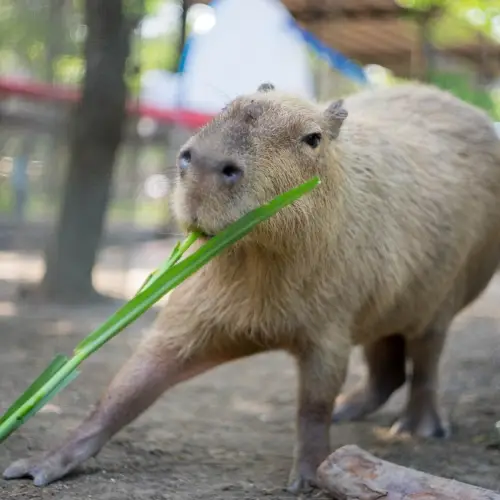 頑皮世界野生動物園