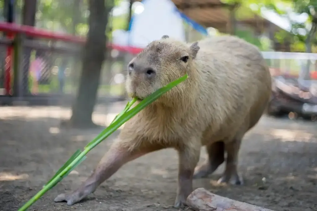 頑皮世界野生動物園附近的飯店