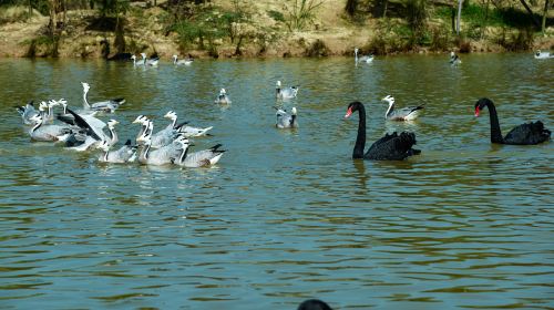 洋沙湖國家濕地公園