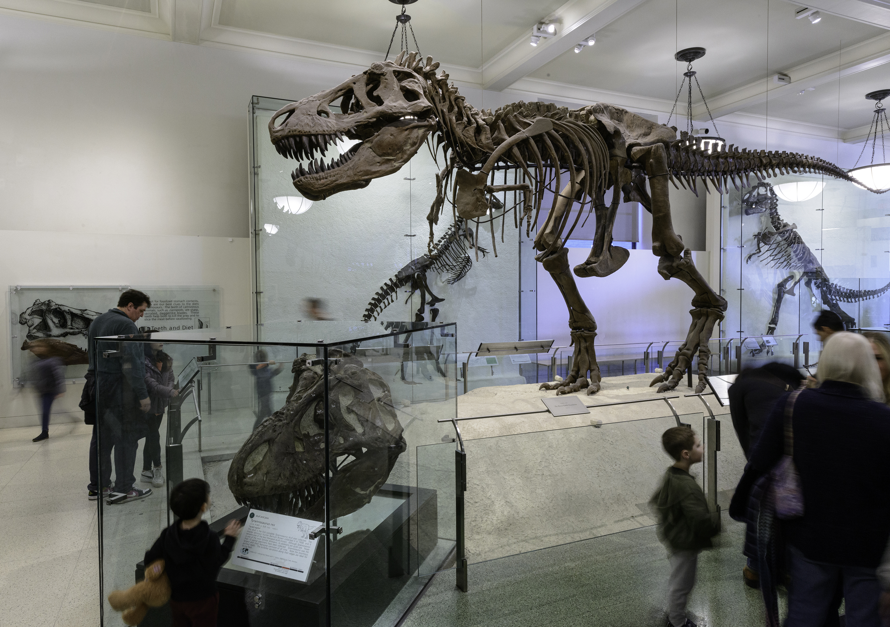 American Museum of Natural History