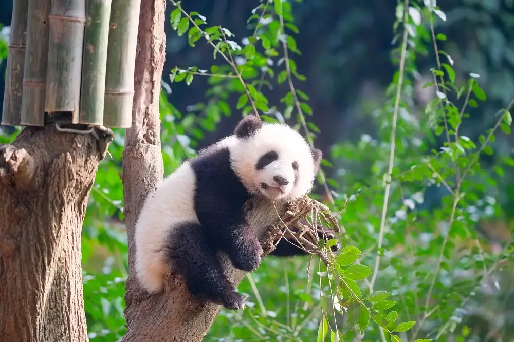 Chengdu Research Base of Giant Panda Breeding