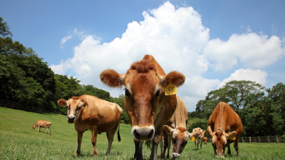 Flying Cow Ranch