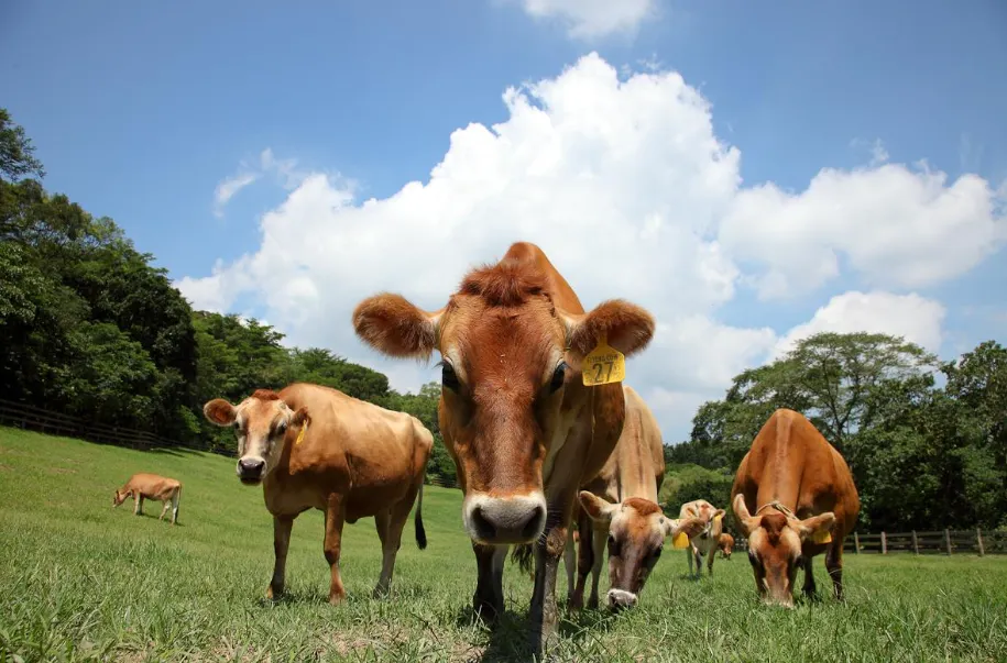 Flying Cow Ranch