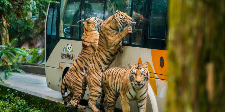 Bifengxia Wildlife Park
