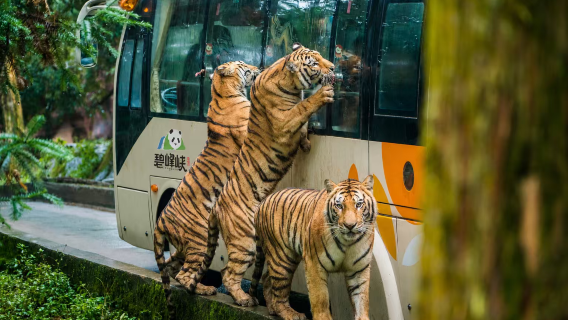 Bifengxia Wildlife Park