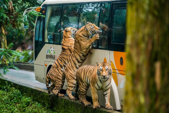 碧峯峽野生動物世界