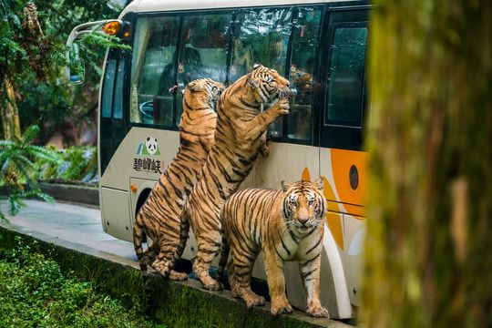 Bifengxia Wildlife Park
