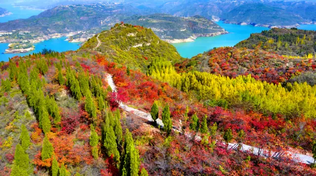 Fall Foliage Sightseeing in Luoyang