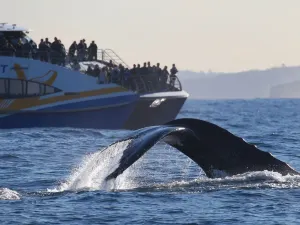 Sydney Whale Watching Cruise
