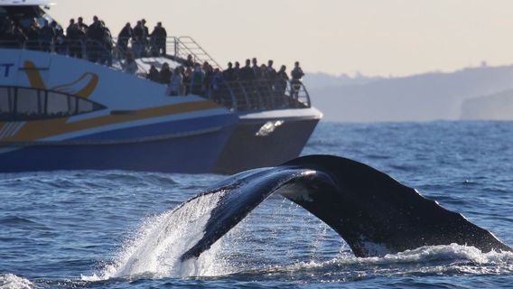 Sydney Whale Watching Cruise