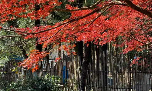 Gupo Mountain Tourist Area