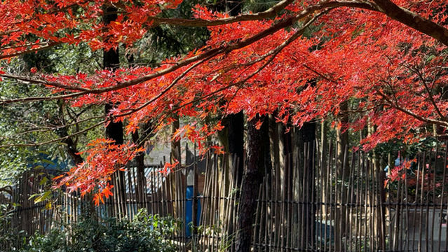 Gupo Mountain Tourist Area