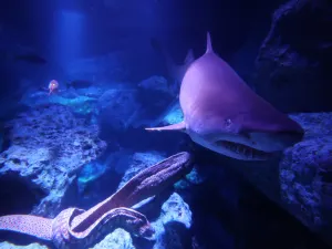 墨田水族館