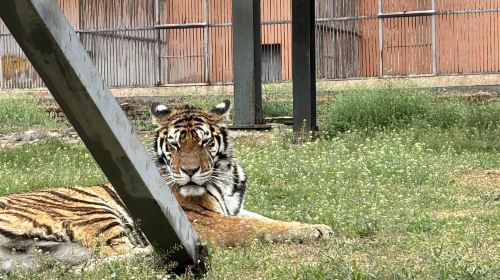 Baihu Mountain Zoo