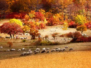 Huamugouguojia Forest Park