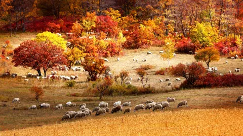 樺木溝國家森林公園 attraction in 赤峰