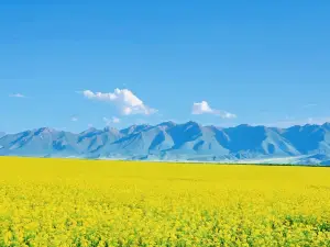 Menyuan Rapeseed Flower Field