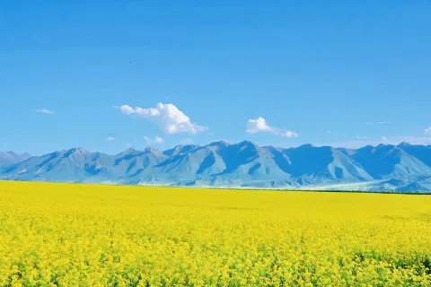 Menyuan Rapeseed Flower Field