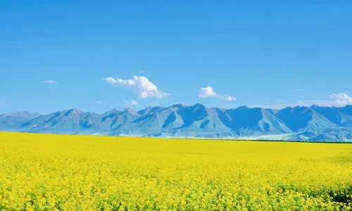 Menyuan Rapeseed Flower Field