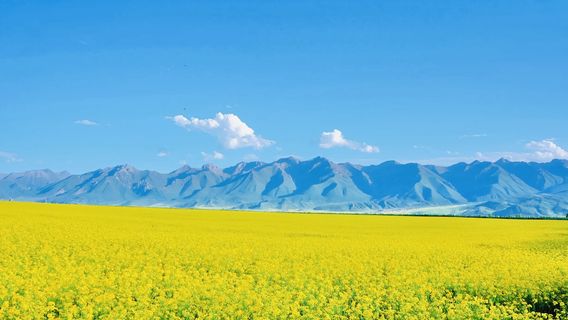 Menyuan Rapeseed Flower Field
