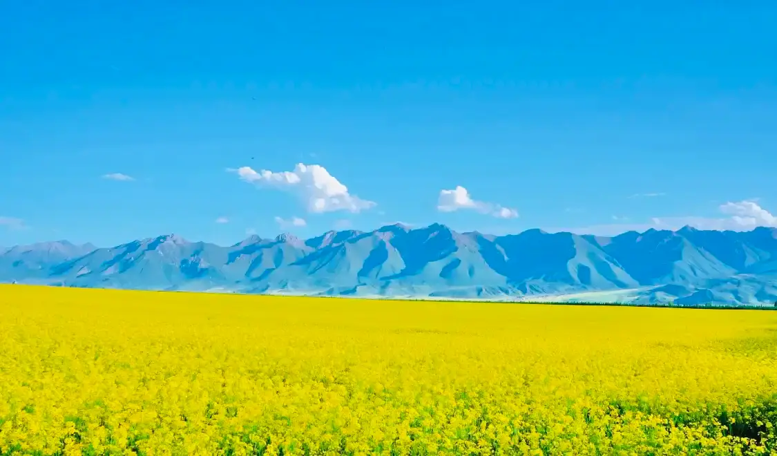 Hotels near Menyuan Rapeseed Flower Field