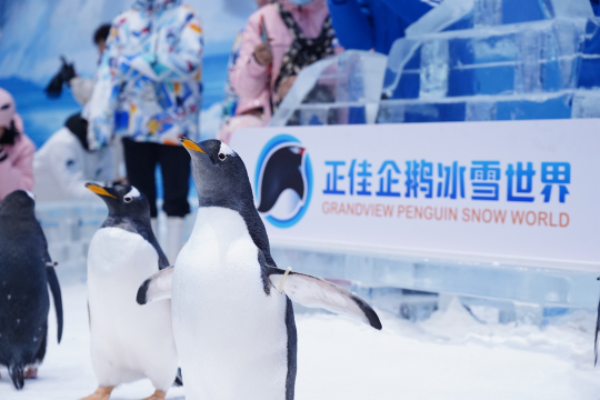 冰冰冰shiwanページ Grandview Penguin Snow World Tickets [2026] - Promos, Prices