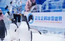 Grandview Penguin Snow World