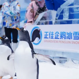 正佳企鵝冰雪世界