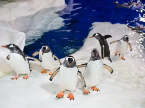 SEA LIFE Kelly Tarlton's Aquarium