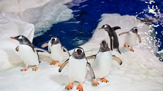SEA LIFE Kelly Tarlton's Aquarium