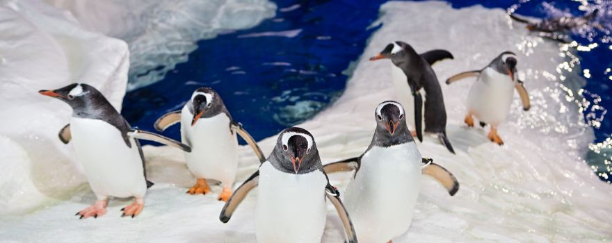 凱利塔頓海底世界